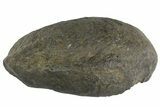 Fossil Whale Ear Bone - Miocene #177809-1